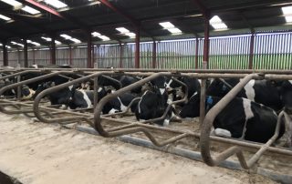 Dairy Talk: Common mistakes of the transition period