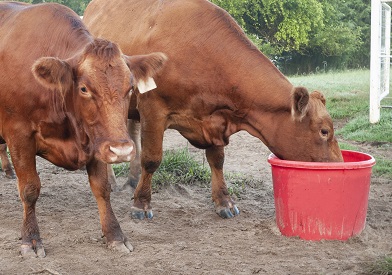 Trace Elements in cattle