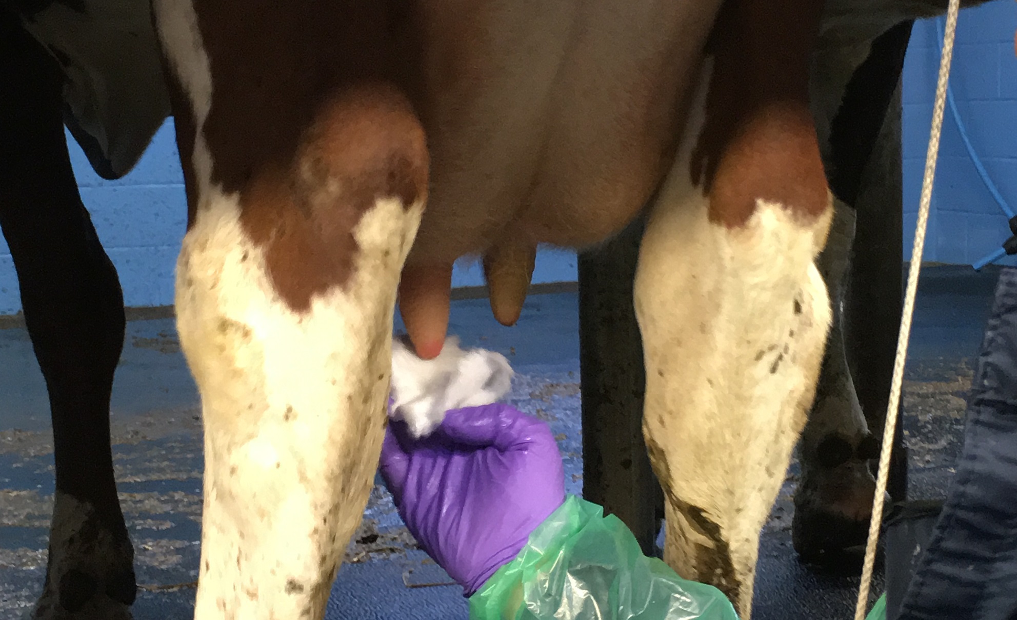Selective dry cow therapy and processor regulation changes