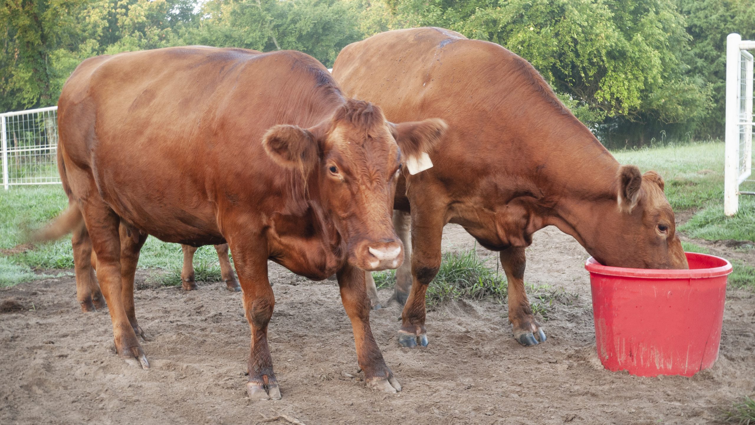 Managing lameness in beef cattle