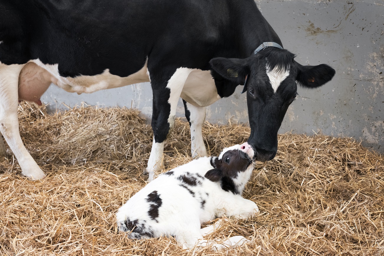 Optimising calf health