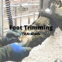 Foot Trimming Training