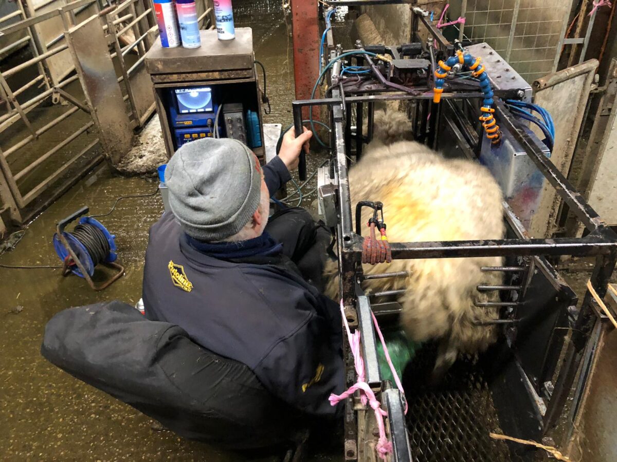The two most common causes of Sheep Abortion | LLM Farm Vets