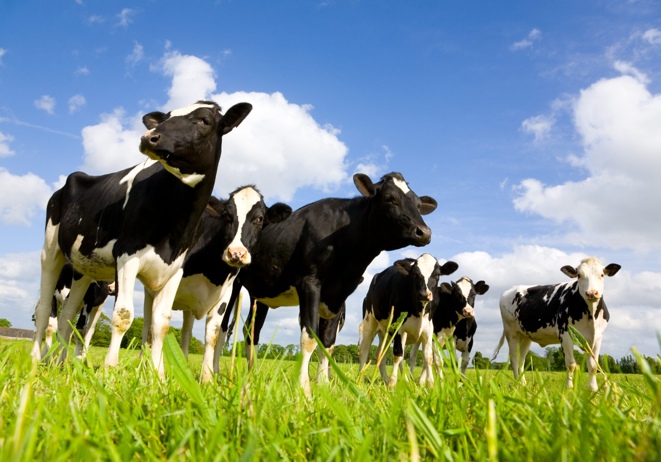 LLM Farm Vets
