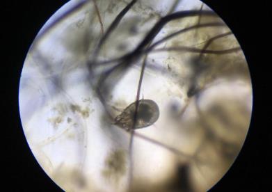 Sheep Scab 1 (web)