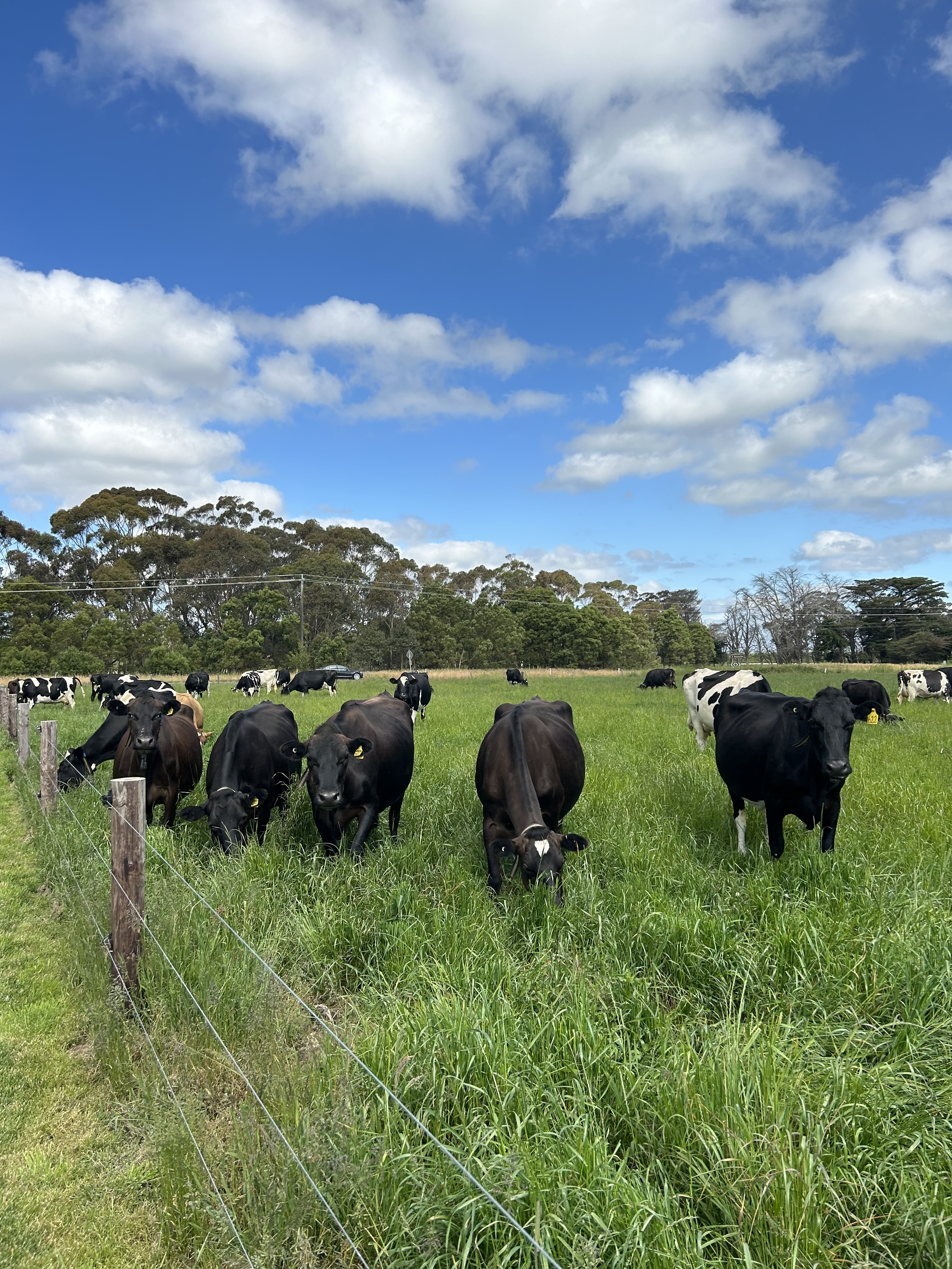 Pasture management was key at Dixie Park farm