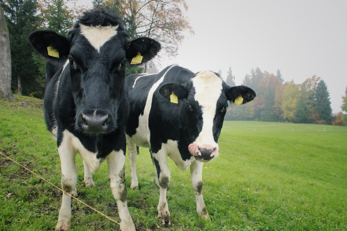 Time Cow Mananging Autumn Grazing | LLM Farm Vets
