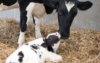 Newborn calf