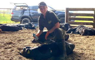 Knock down calf disbudding in New Zealand
