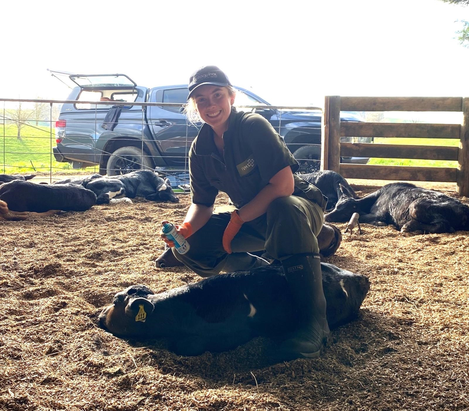 Knock down calf disbudding in New Zealand