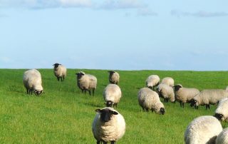 Flock of sheep grazing in field