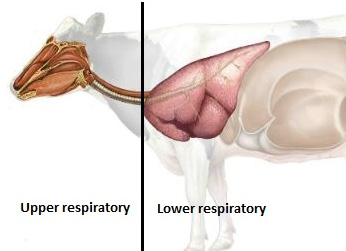 Tips for mitigating respiratory disease in cattle before risk periods