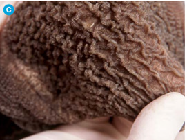 Tips for mitigating respiratory disease in cattle before risk periods