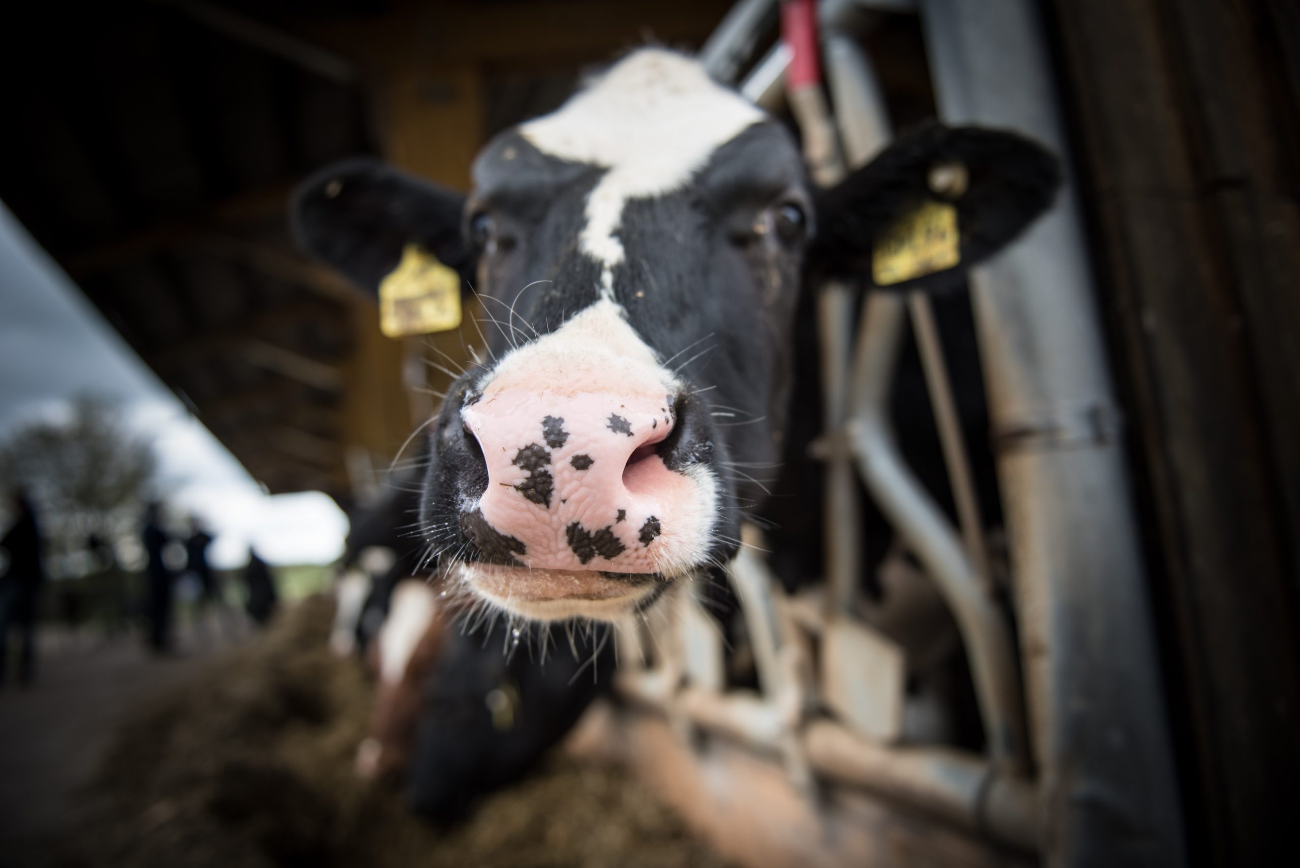 cattle-2654152