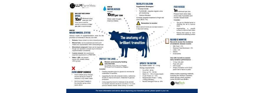 The Anatomy of a Brilliant Transition