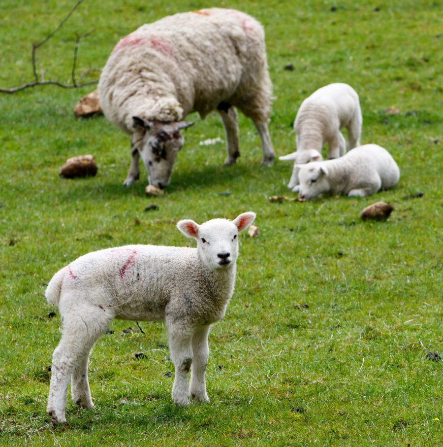 Your Lambing List